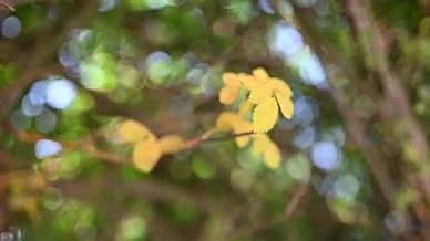 风中斑驳孤独的小树叶视频的预览图